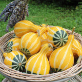 Little Rascal Gourd Seeds – Easy to grow and manage, long ornamental period, suitable for home gardening