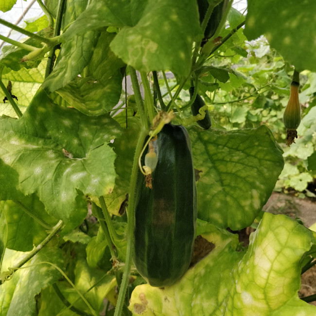 Black Ribbed Crisp Melon Seeds – Early maturing, heat tolerant, tender crisp texture, high yielding, versatile use