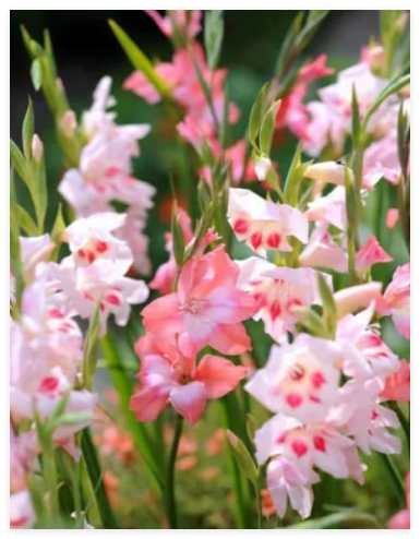 Charming Beauty Gladiolus Pink Corms Bulbs 10-12cm