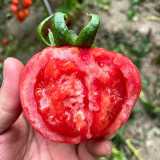 Pink Peach Fruit Tomato Seeds - Early Maturing, Easy to Grow, Unique Ridged Skin, Sandy & Juicy, Perfect for Fresh Eating