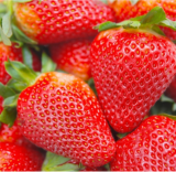 12 Albion Everbearing Strawberry Plants-High Yields (Pack of 12 Bare Root) Z 4-8