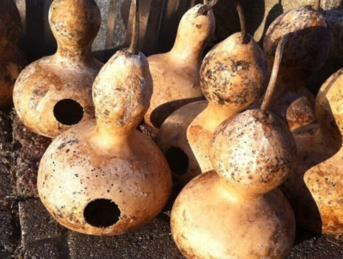 Martin Birdhouse Gourd Seeds, Heirloom, Eco-Friendly Birdhouse