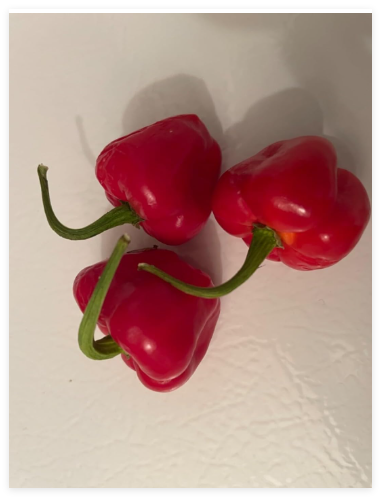 Pettie Belle Ghana Kpakposhito Shito Pepper Seeds Spicy Sweet Heirloom