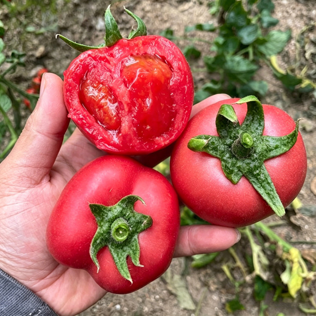 Pink Peach Fruit Tomato Seeds - Early Maturing, Easy to Grow, Unique Ridged Skin, Sandy & Juicy, Perfect for Fresh Eating