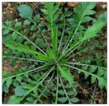 Shepherd's Purse Capsella Bursa-pastoris Ji CAI Naengi Seeds