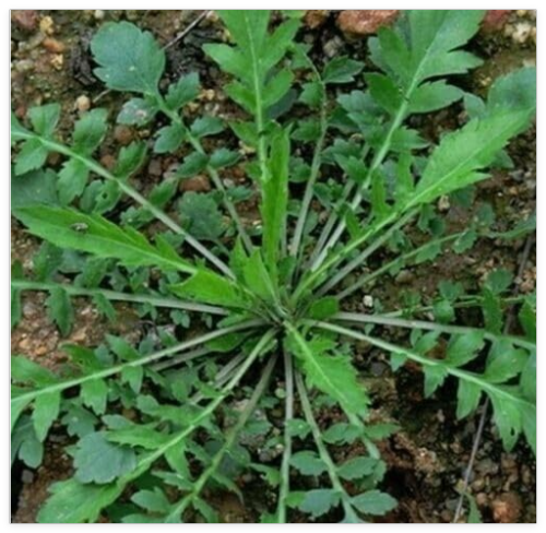 Shepherd's Purse Capsella Bursa-pastoris Ji CAI Naengi Seeds