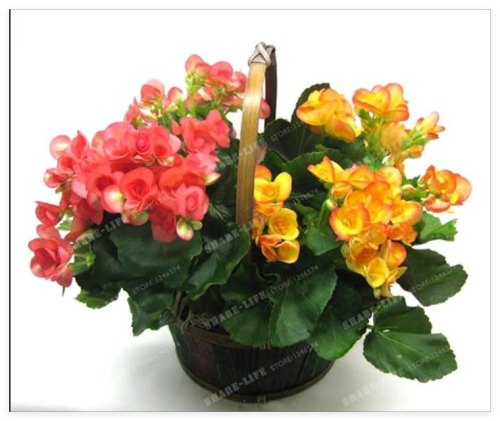 Beautiful Begonia Flower Seed Flowers Potted Seed Garden Courtyard Balcony Begonia Grandis Dry Seed - (Color: 7)