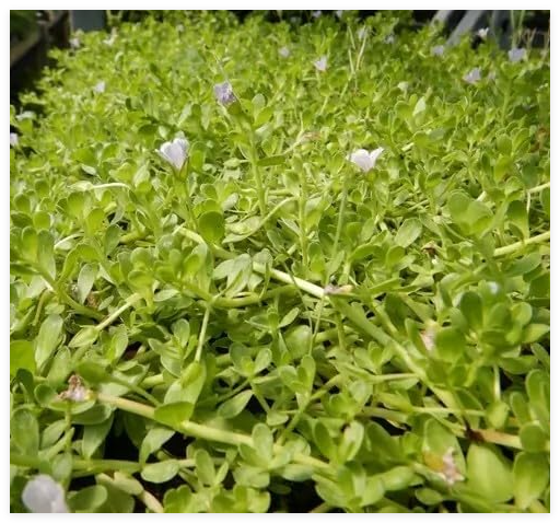 Brahmi (Bacopa monnieri) Seeds