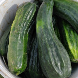 Black Ribbed Crisp Melon Seeds – Early maturing, heat tolerant, tender crisp texture, high yielding, versatile use