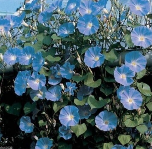 Morning Glory Seeds - Heavenly Blue - Climbing - Beautiful