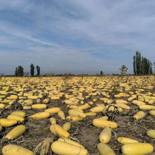 Seed-used Zucchini Seeds – High Yield, Easy to Grow, Strong Vigor, Versatile Uses, Ideal for Commercial Growing