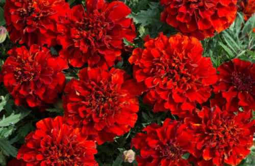 French Fireball Marigold Seeds for Garden Planting