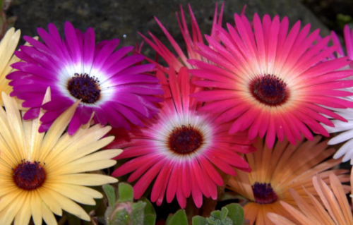 Seeds ICE Plant Mesembryanthemum Livingstone Daisy