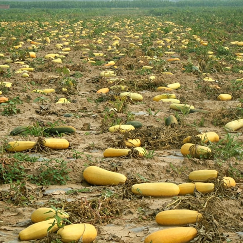 Seed-used Zucchini Seeds – High Yield, Easy to Grow, Strong Vigor, Versatile Uses, Ideal for Commercial Growing