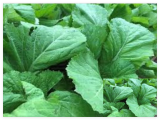 Florida Broadleaf Mustard Green Seeds Vegetable