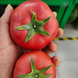 Pink Peach Fruit Tomato Seeds - Early Maturing, Easy to Grow, Unique Ridged Skin, Sandy & Juicy, Perfect for Fresh Eating