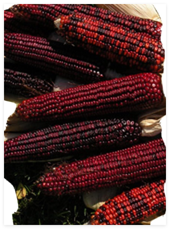 Bloody Butcher Corn Seed Heirloom dent Non GMO Organic Zea Mays