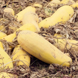 Seed-used Zucchini Seeds – High Yield, Easy to Grow, Strong Vigor, Versatile Uses, Ideal for Commercial Growing