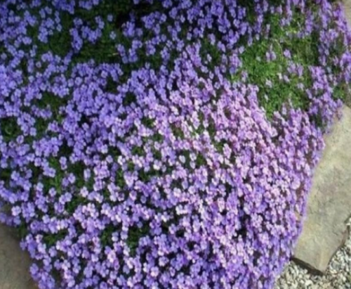 Purple ROCKCRESS Flower Seeds Aubrieta Deltoidea Ground Cover