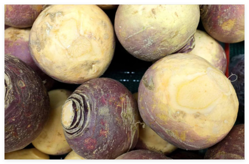 Laurentian Rutabaga Seeds, Non-GMO, Swedes, Canadian Turnips
