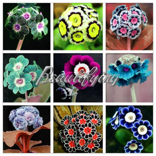 European Gaint Primrose Seed, Perennial Flower Flores, Seed Evening Primrose Plants Primula, Gift for Wife - (Color: Mix)