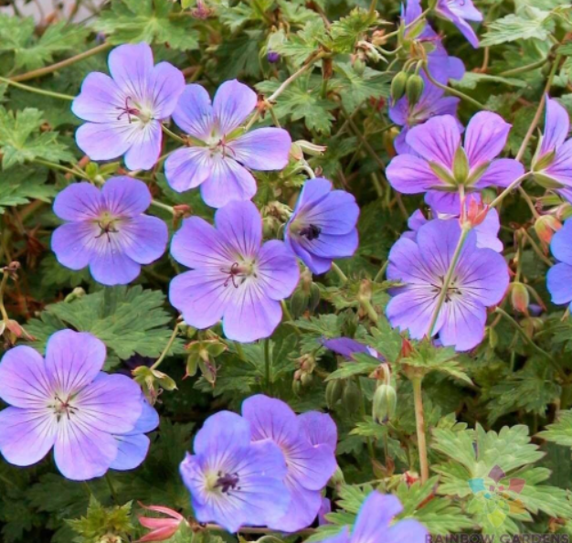 Rozanne (Gerwat) Geranium Seeds for Garden Planting