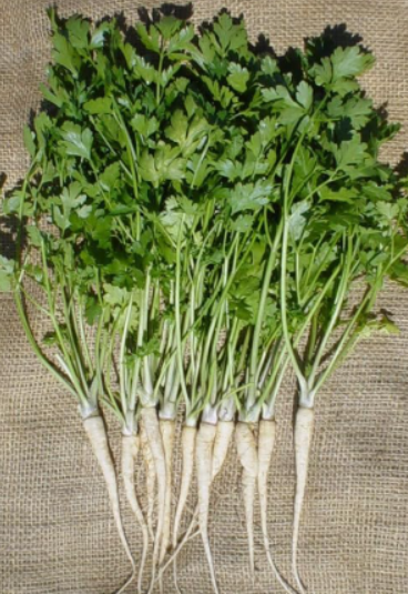 Hamburg Rooted Parsley Seeds Fresh Harvest for Gardens