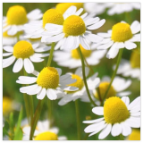Roman Chamomile Seeds Heirloom