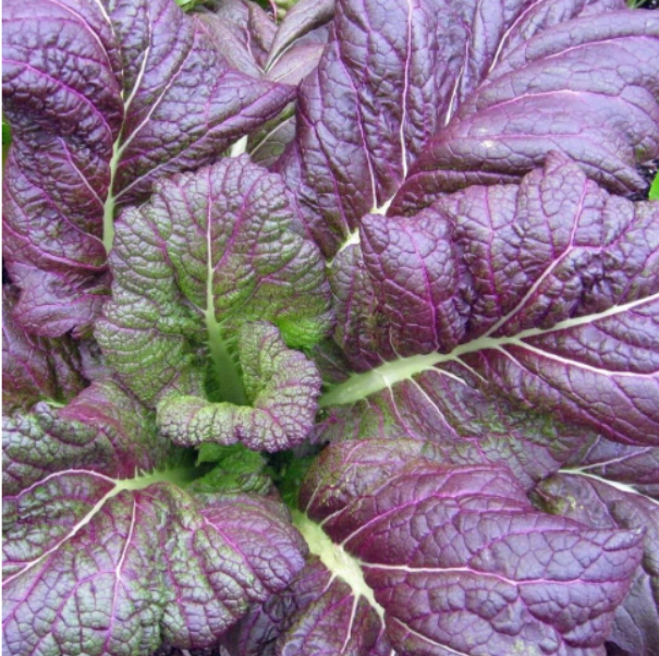 Osaka Purple Mustard Seeds Asian Culinary Vegetable Garden