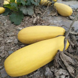 Seed-used Zucchini Seeds – High Yield, Easy to Grow, Strong Vigor, Versatile Uses, Ideal for Commercial Growing