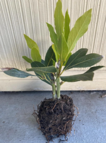 Bay Leaf Plant, Sweet Bay or Laurel