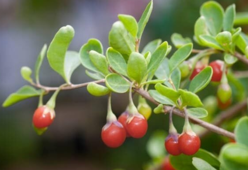 Goji Berry Seeds | Sale Non GMO Heirloom