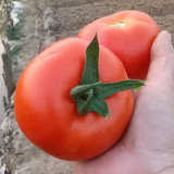 Pink Peach Fruit Tomato Seeds - Early Maturing, Easy to Grow, Unique Ridged Skin, Sandy & Juicy, Perfect for Fresh Eating