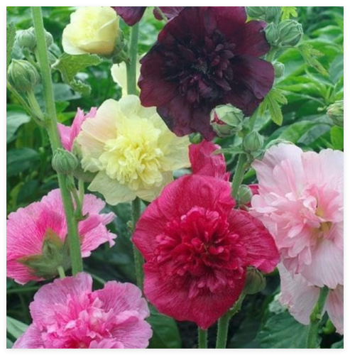 Hollyhock Majorette Double Mix Dwarf Biennial Pollinators Non-GMO