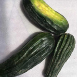 Black Ribbed Crisp Melon Seeds – Early maturing, heat tolerant, tender crisp texture, high yielding, versatile use