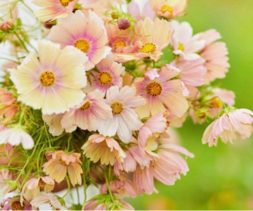 Apricot Lemonade Cosmos Seeds ~ Cosmos ~ Cool Flowers ~ Grow Your Own