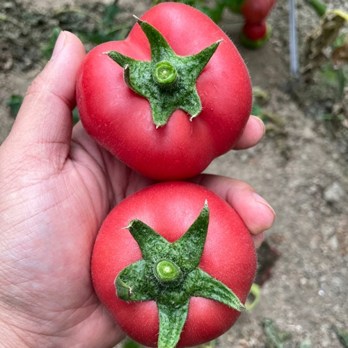 Pink Peach Fruit Tomato Seeds - Early Maturing, Easy to Grow, Unique Ridged Skin, Sandy & Juicy, Perfect for Fresh Eating