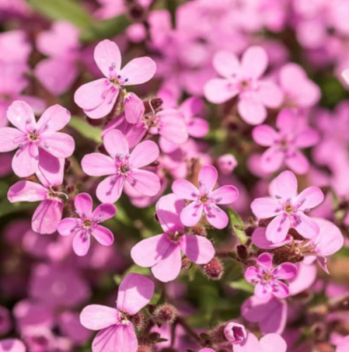 Soapwort Flower Seeds
