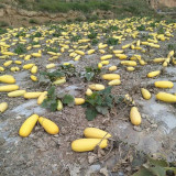 Seed-used Zucchini Seeds – High Yield, Easy to Grow, Strong Vigor, Versatile Uses, Ideal for Commercial Growing