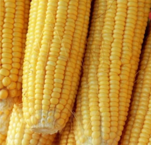 Sweet Corn Seeds-Variety is Sugar Buns