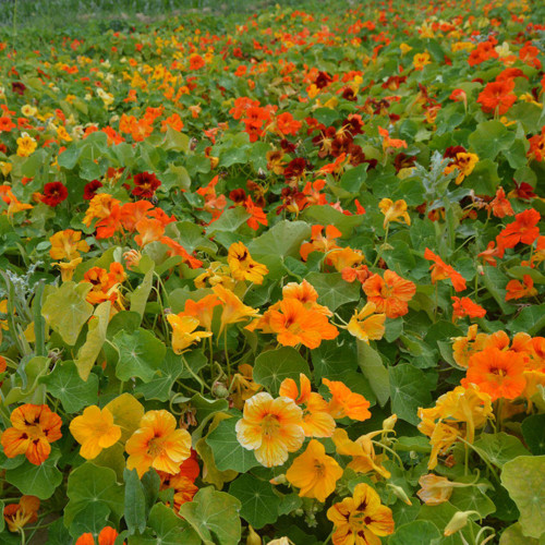 Hezhichun Mixed Colors Nasturtium Seeds | Fragrant Trumpet Flowers, Year-Round Blooming, Indoor Potted & Cut Flower Use