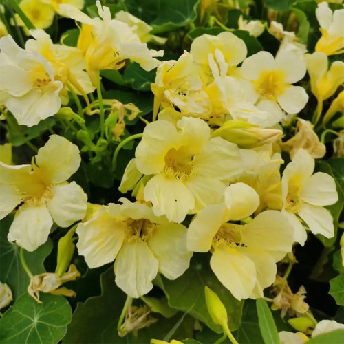 Hezhichun Yellow Nasturtium Seeds - Perennial Semi-Trailing Trumpet-Shaped Flowers for Indoor Pot & Cut Flower Use