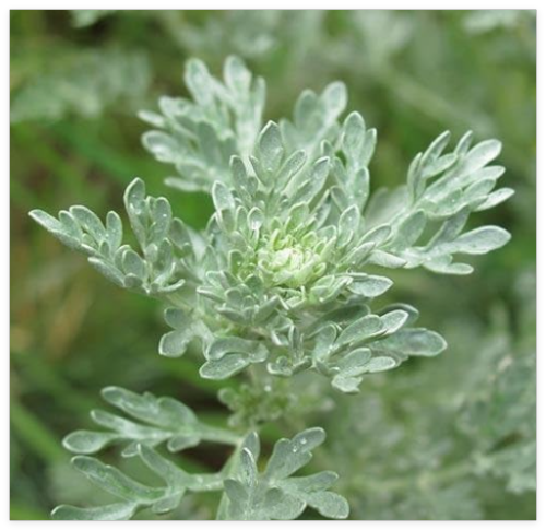 Wormwood Seeds Artemisia Absinthium Herb Perennial