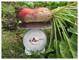 Mammoth Red Mangle Beet Seeds Giant Heirloom Non-GMO