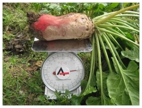 Mammoth Red Mangle Beet Seeds Giant Heirloom Non-GMO