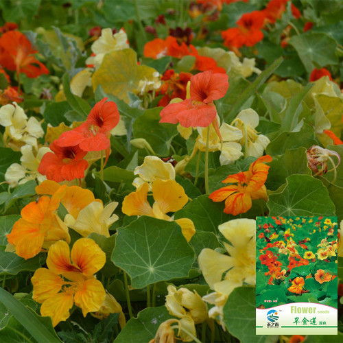 Hezhichun Mixed Colors Nasturtium Seeds | Fragrant Trumpet Flowers, Year-Round Blooming, Indoor Potted & Cut Flower Use