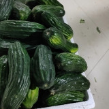 Black Ribbed Crisp Melon Seeds – Early maturing, heat tolerant, tender crisp texture, high yielding, versatile use