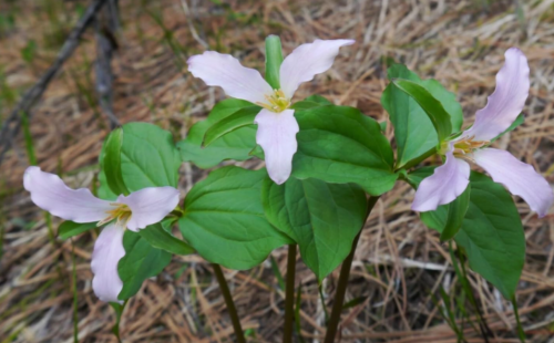 Trillium ovatum Western White Trillium Seeds