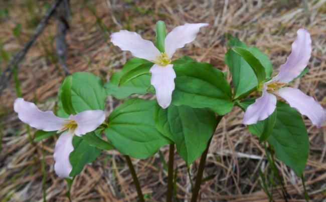 Trillium ovatum Western White Trillium Seeds