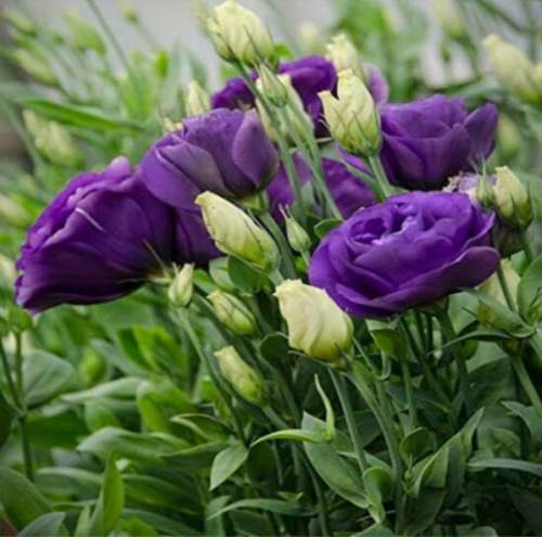 Eustoma Perennial Flowering Plants Balcony Potted Flowers,Lisianthus for Pot Planters Survival Rate is Very high - (Color: 2)